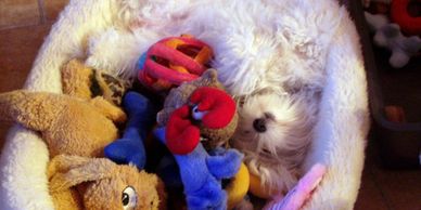 A dog bed full of toys and a Coton de Tulear puppy