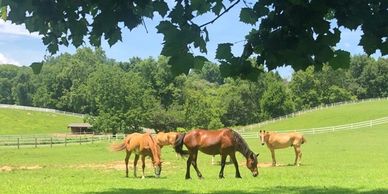 horses on farm