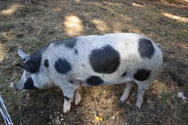 Breeder Piglet Deposit Meishan Cross