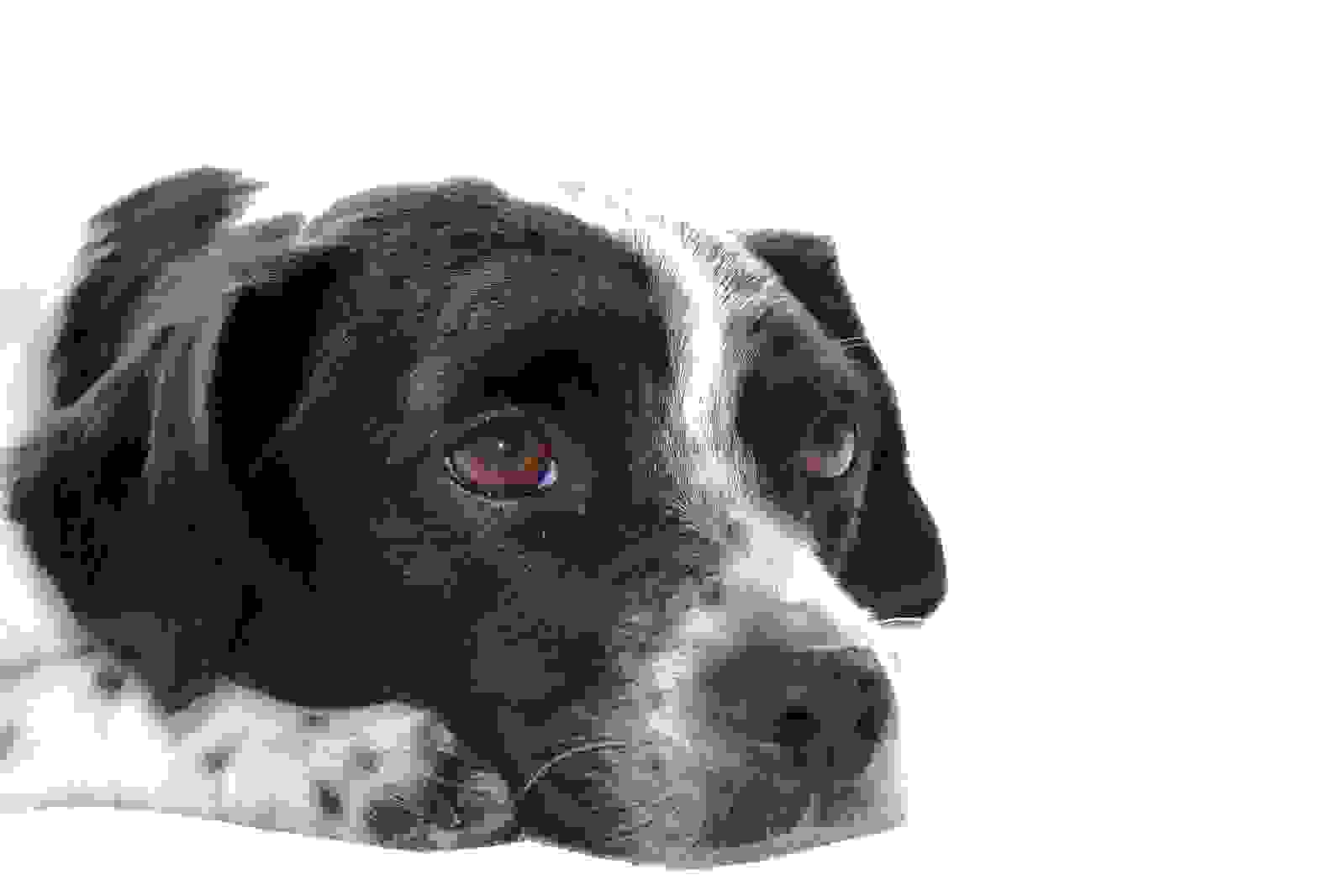 Ike's Gourmet Gourmet Dog Treats, GrainFree AllNatural Organic