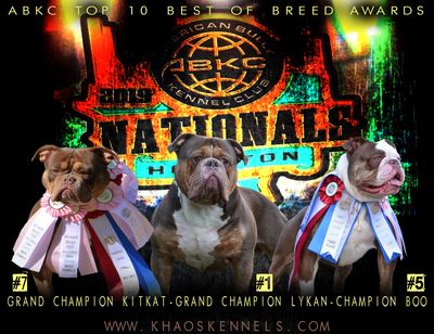 Oklahoma Bully Breed Expo 3 – THE AMERICAN BULLY KENNEL CLUB