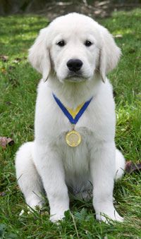 AKC S.T.A.R. Puppy 6 Week Class- January 8th