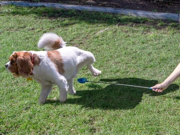 P-Scoop dog urine collector for at home test for urinary tract infection pet UTI, Free catch method.