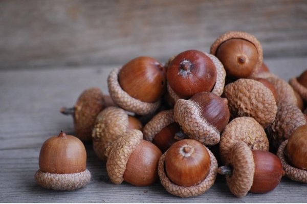 Acorns