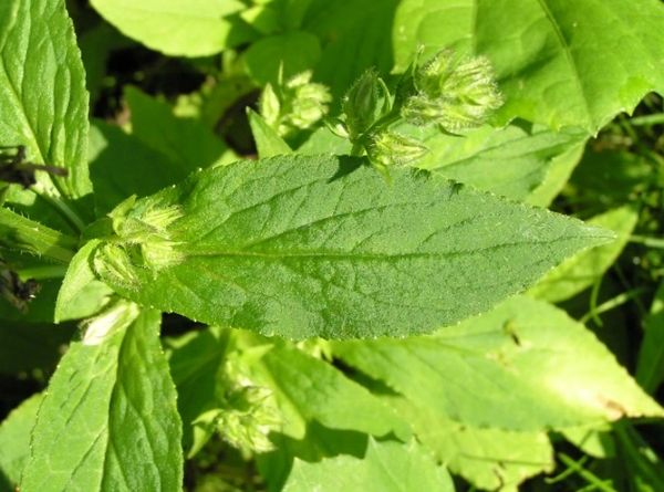 Lobelia leaf