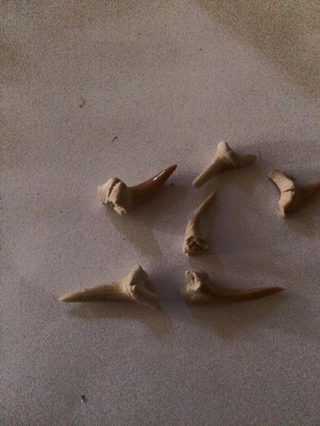 shark teeth