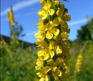 agrimony