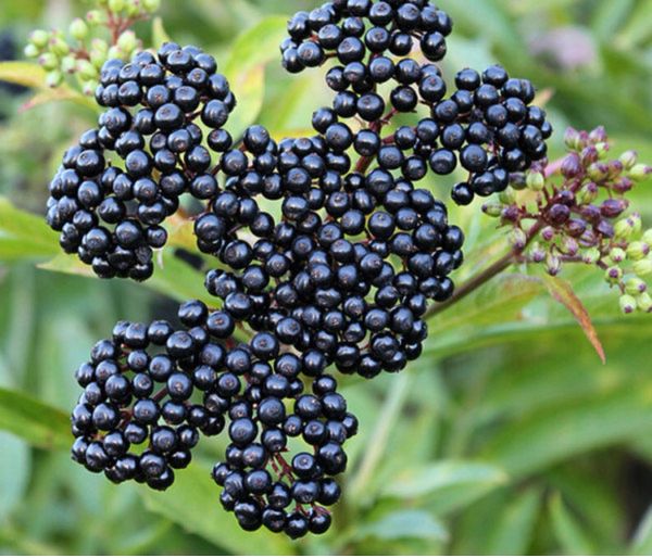 Elderberry Syrup