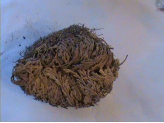 Rose of Jericho