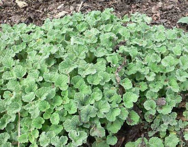 horehound