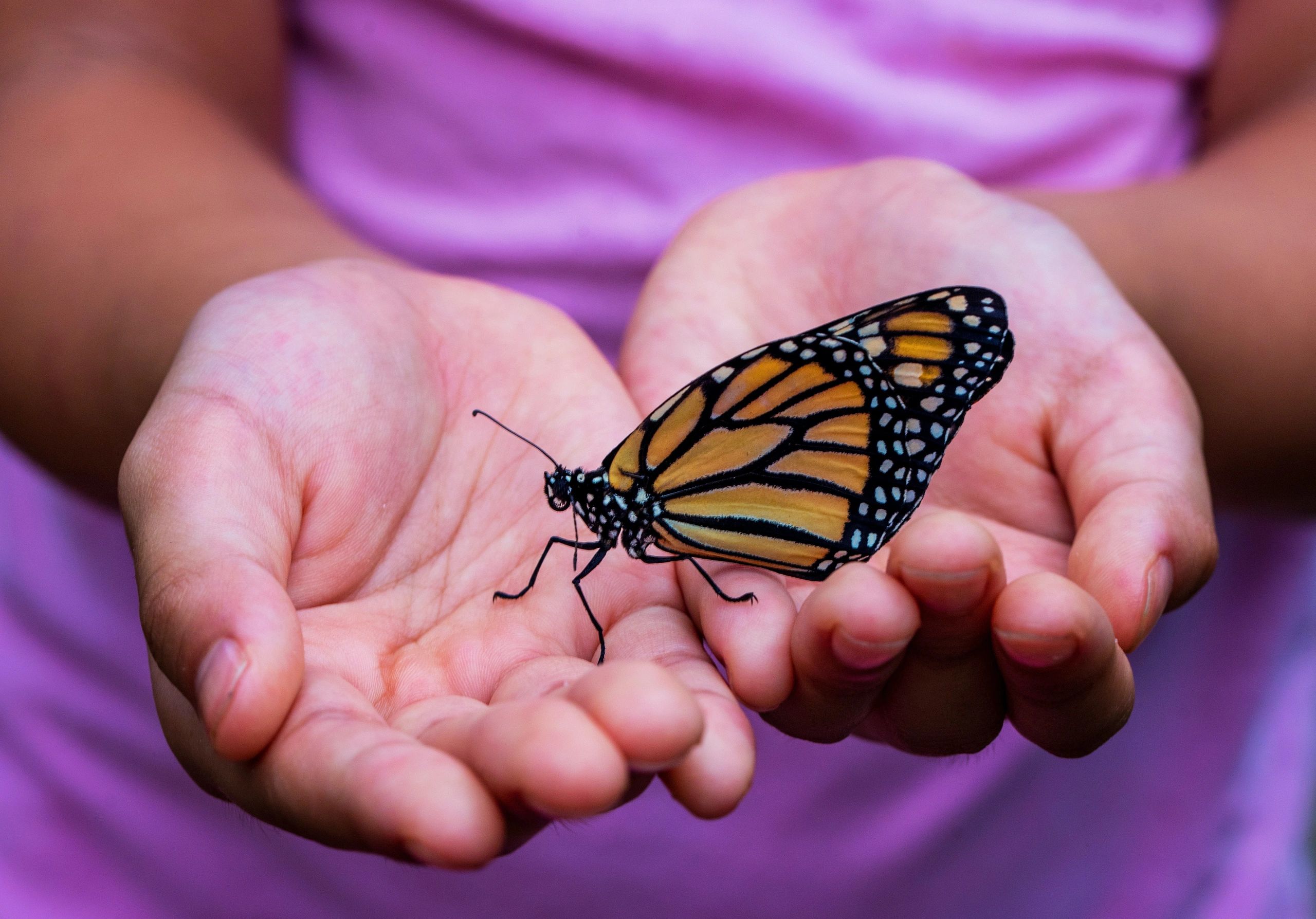 Monarch on childs hand
