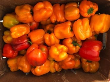 summer is the season for bell peppers 
