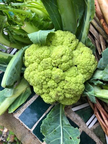 cauliflower is the season of spring 