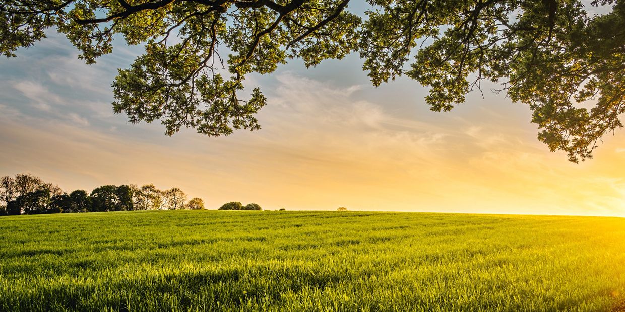 View of an arable field and oak tree at sunrise