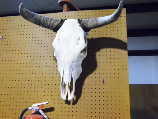 Cow Skull & Horns