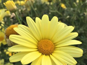 les serres clermont inc fleurs annuelles fleur annuelle pépinière centre de jardin pépinière fleurs