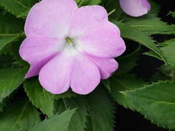 les serres clermont inc fleurs annuelles fleur annuelle pépinière centre de jardin fleurs