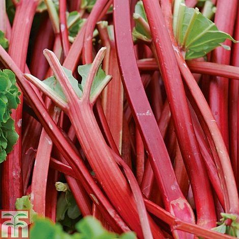 Red Rhubarb