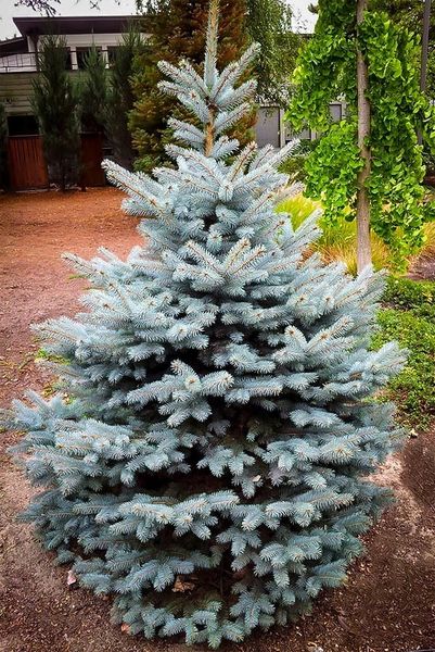 Picea Pungens ' Baby Blue' Spruce