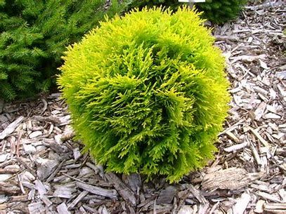 Cedar 'golden Globe' 3 Gallon