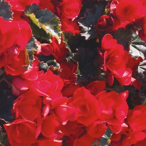 BEGONIASun Rieger Vermillion Red 10" Hanging Baskets