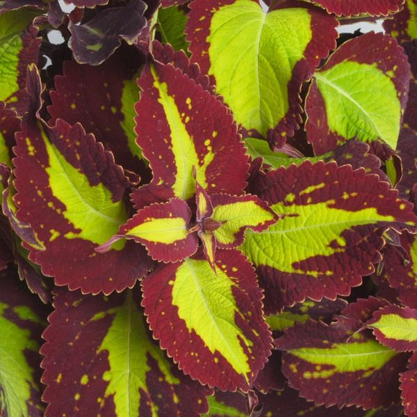 Coleus-Saturn 1 Quart pot