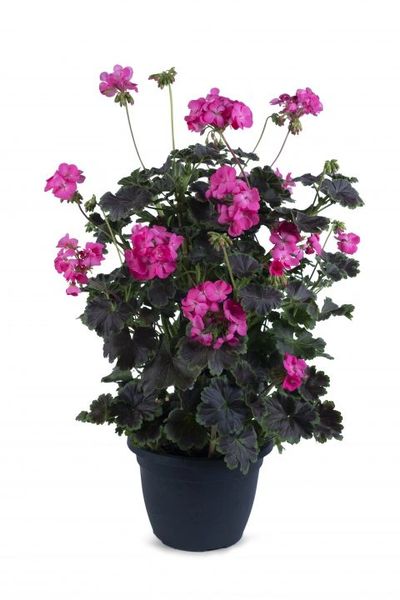 Geranium Tall Dark & Handsome Hot Pink 1 Quart pot