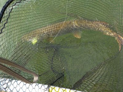 Northern pike in a net