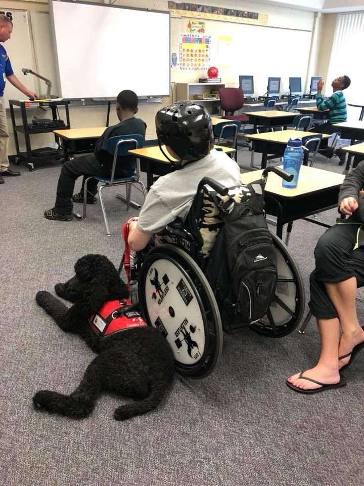 are service dogs trained to get help