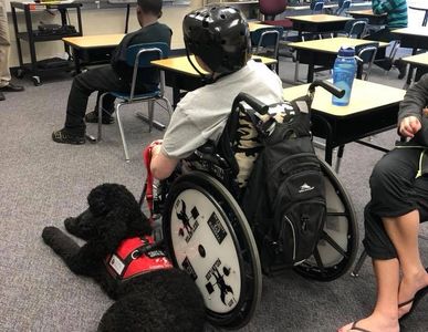 trained service dog