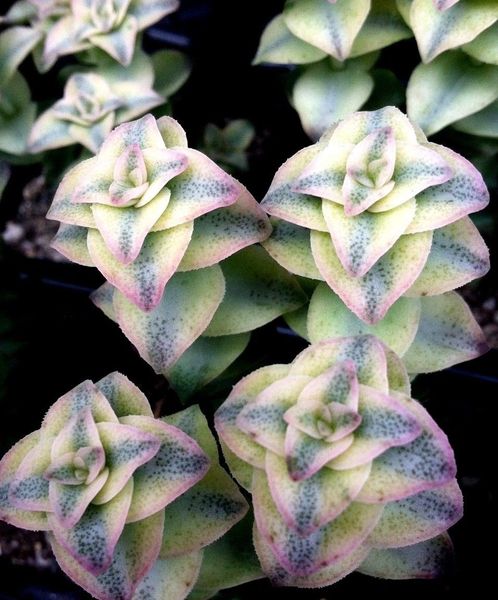 CRASSULA PERFORATA VARIEGATA 'VARIEGATED STRING OF BUTTONS' 2" POT