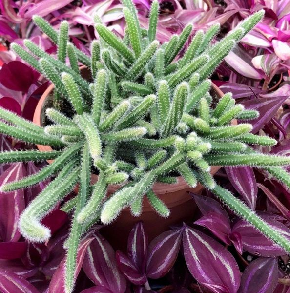 dracaena zeylanica Sansevieria 'Zeylanica': Low-Maintenance Snake Plant – Wasson Nursery main image 0