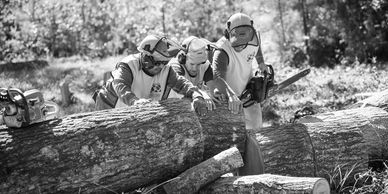 Removing fallen 150 years old Tree from Church Cemetery