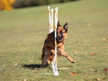 A black and red german shepherd weaves through agility poles. 