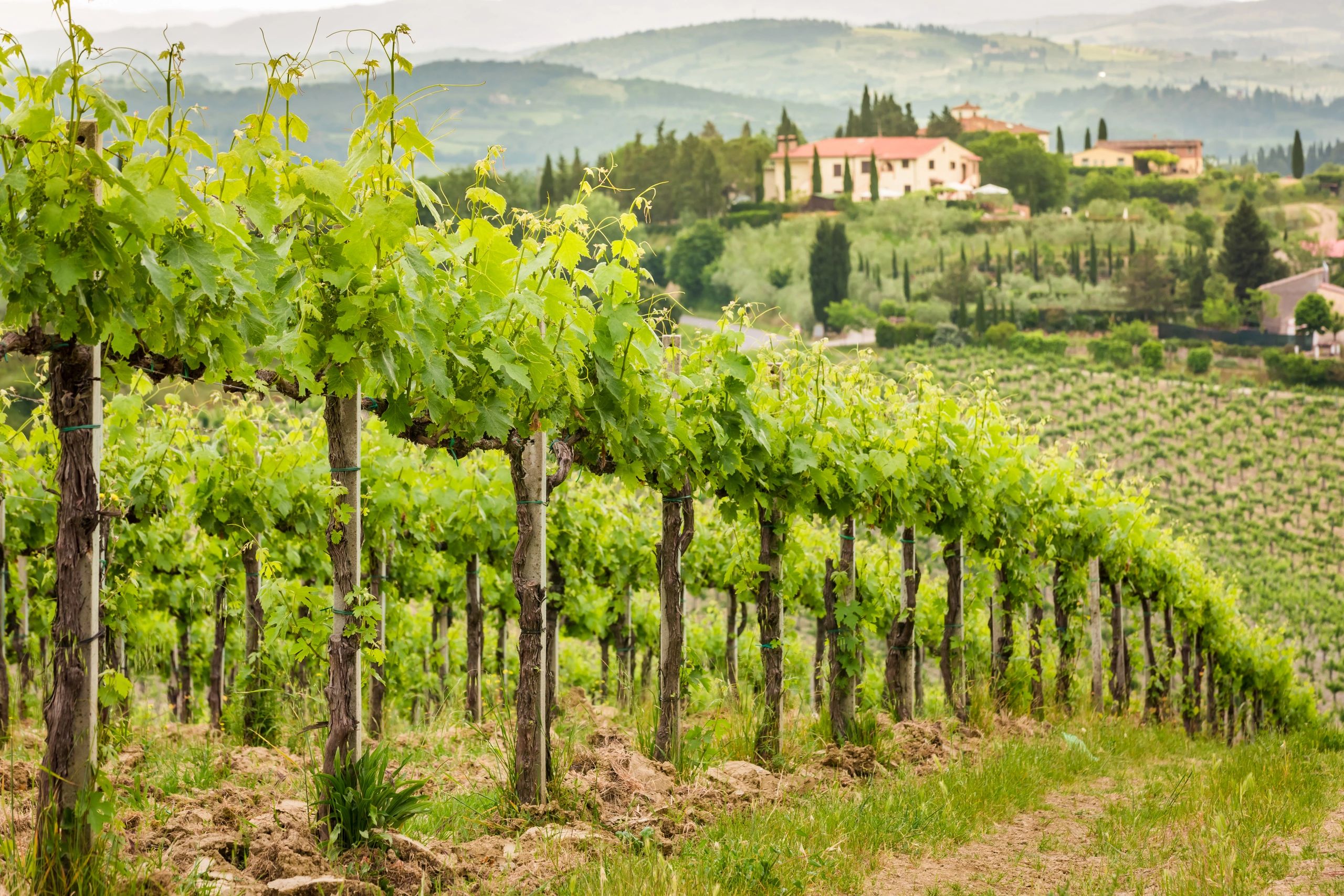 Lush vineyard with scenic hills and houses in the background.