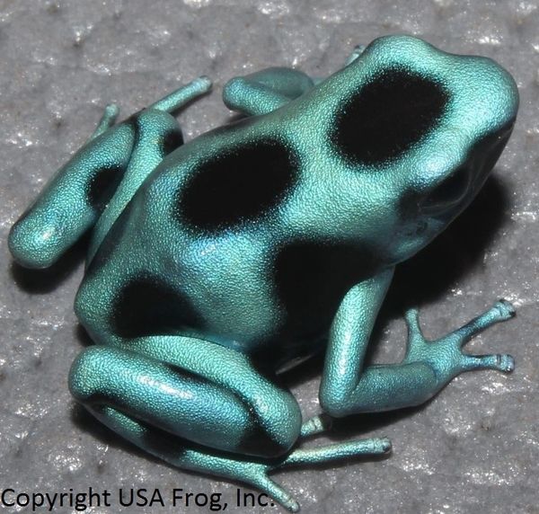 Turquoise & Black Auratus 3 mos. old (representative photo(s)) USA