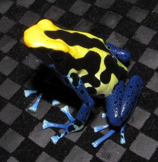 AURORA™ Cobalt Pet Frogs USA Frog, Inc. SAFE® Pet Dart Frogs