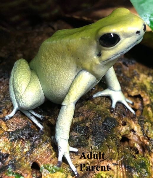 Mint Terribilis 3 mos. old (representative photo(s)) | USA Frog, Inc