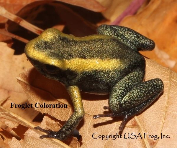 Mint Terribilis 3 mos. old (representative photo(s)) | USA Frog, Inc