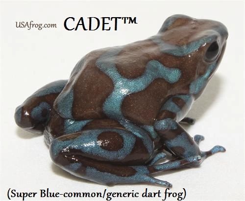 Super Blue 3 mos. old (representative photo(s)) | USA Frog, Inc. - SAFE