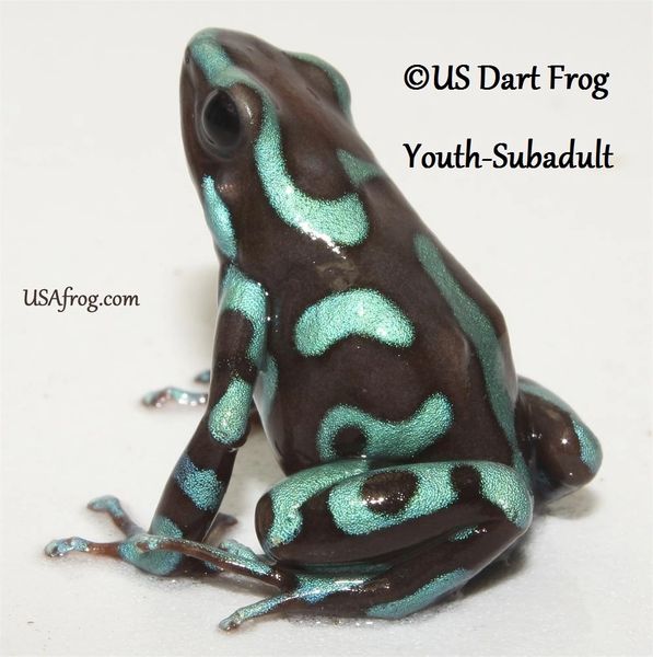 Auratus Highland Bronze Pet Frogs USA Frog, Inc. SAFE® Pet Dart