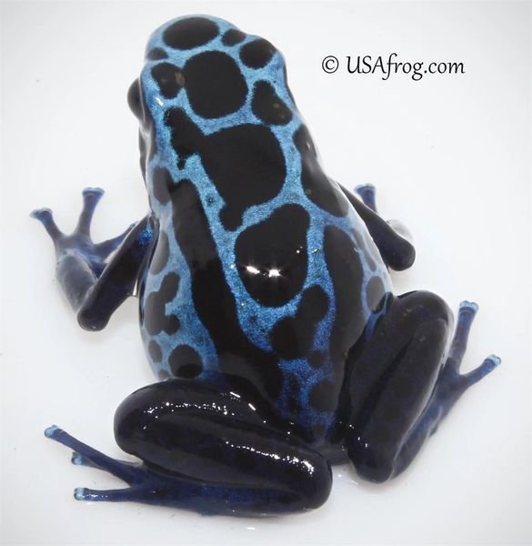 SAPPHIRE™ Blue Sipaliwini Pet Dart Frogs USA Frog, Inc. SAFE® Pet
