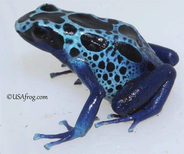 ICE™ Tinctorius Light Blue Sipaliwini Pet Frogs USA Frog, Inc. SAFE