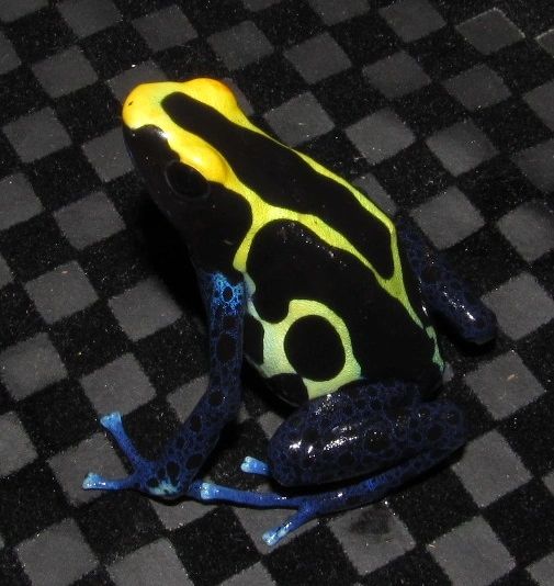 AURORA™ Cobalt Pet Frogs | USA Frog, Inc. - SAFE® Pet Dart Frogs