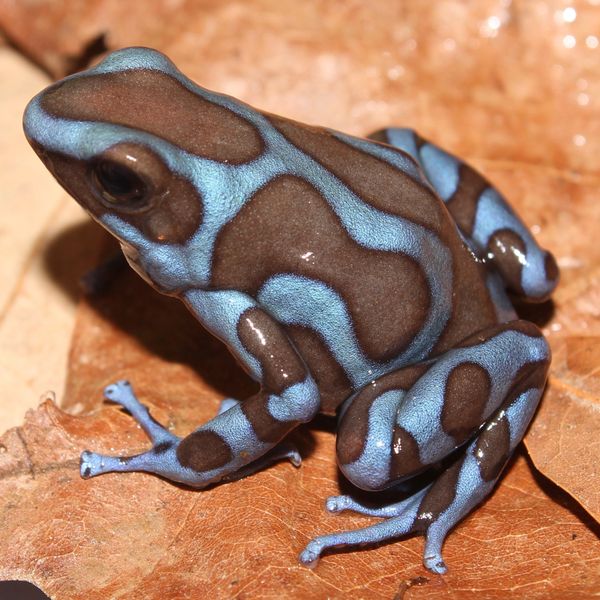 Super Blue 3 mos. old (representative photo(s)) USA Frog, Inc. SAFE