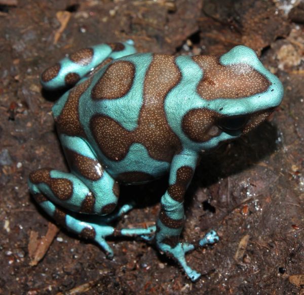 JUNIPER™ Auratus Green & Bronze Pet Frogs USA Frog, Inc. SAFE® Pet