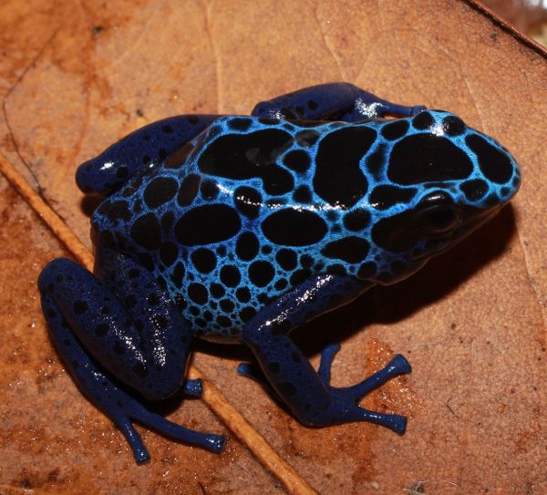 MALIBU™ Azureus Pet Frogs USA Frog, Inc. SAFE® Pet Dart Frogs