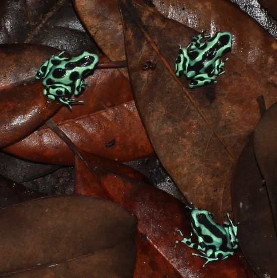 TUSCANY™ Auratus Green & Black Pet Frogs USA Frog, Inc. SAFE® Pet