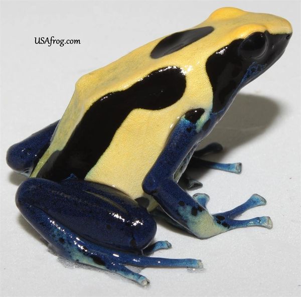 PATRIOT™ Citronella Pet Frogs USA Frog, Inc. SAFE® Pet Dart Frogs