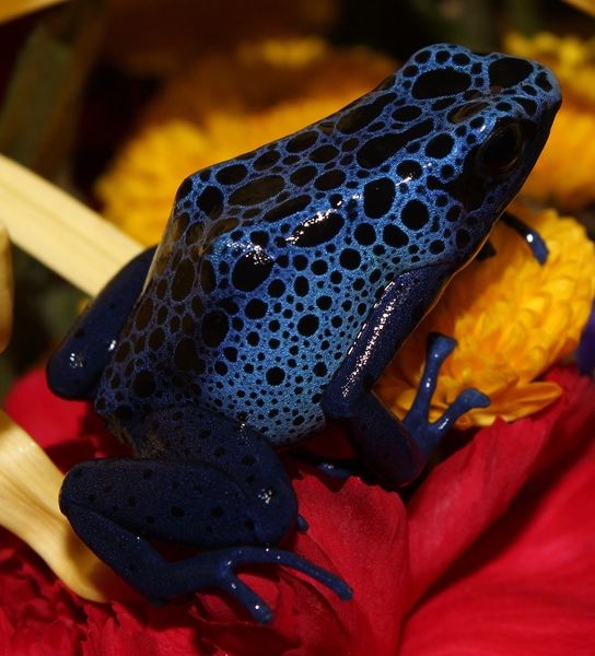 MALIBU™ Azureus Pet Frogs USA Frog, Inc. SAFE® Pet Dart Frogs